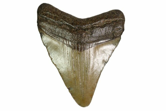 Juvenile Megalodon Tooth - Georgia #158784